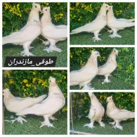 کبوتر طوقی کاکلی پاپر مازندران توضیحات بخون