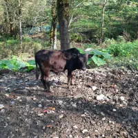 تعدادی گوساله(نروماده)|حیوانات مزرعه|توتکابن, |دیوار