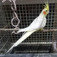 معاوضه عروس ماده باعروس نر