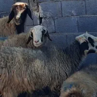 شیشک میش. دودندان. درجه یک یک