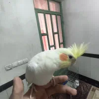 عروس هلندی دستی