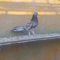 کفترپرشی|پرنده|قم, پردیسان|دیوار