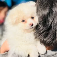 نر یک ساله پامرانین|سگ|سیرجان, |دیوار