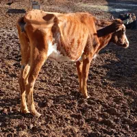 گاو قربانی جوان یک شکم
