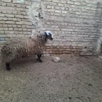 بره نر