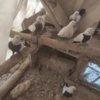 کبوتر|پرنده|خسروشاه, |دیوار