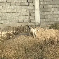 سرایدار باغ
