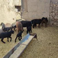 گوسفند میش بره دار چپش قوچ شیشک بز بزغاله دار|حیوانات مزرعه|قم, شهر قائم|دیوار