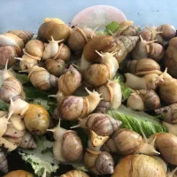 حلزون آلبینو|خزنده|اردبیل, |دیوار