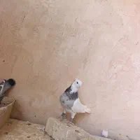 طوقی هفترنگ نر ذات دار جوان