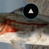 ماهی سرریگویاقورقورهندیجان