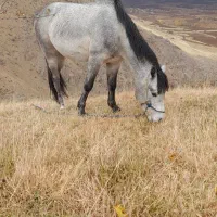 کره اسب نر|اسب و تجهیزات اسبسواری|سیلوانه, |دیوار