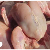 غذای سگو گربه