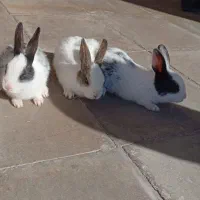 بچه‌خرگوش‌لوپ‌خوشگل‌