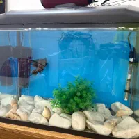 آکواریوم شیشه خم