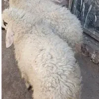 دوتا بره نر و ماده دونه ۹۲۵۰