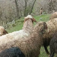 سگ گله
