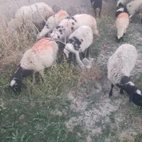 میش دم شلواری|حیوانات مزرعه|کوهبنان, |دیوار