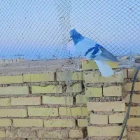 ‌کفتر|پرنده|خرمشهر, |دیوار