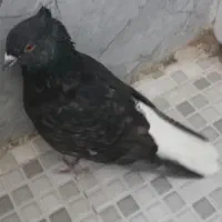 کبوتر دم سفید|پرنده|کرمانشاه, |دیوار