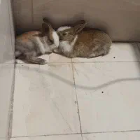 فروش توله خرگوش خوشگل