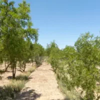 باغ سنددار در تقاب/ فروش ویژه