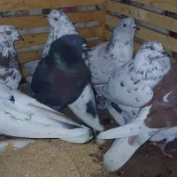 کبوتر|پرنده|مزرعه کتول, |دیوار