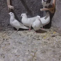 تابلو فرش ک ب و ت ر ی