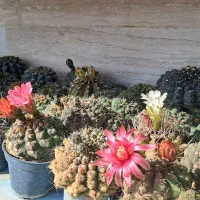 فروش کاکتوس های متنوع