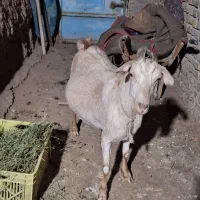 بز جوان چاق