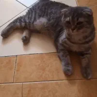 فروش گربه اسکاتیش۱۰میلیون