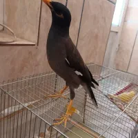 مرغ مینا