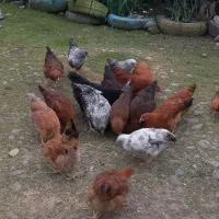 ** نیمچه مرغ وخروس گلپایگانی.|حیوانات مزرعه|رودسر, |دیوار