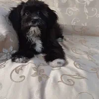 شیتزو ماده حدود 1 ساله