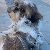 واگذاری رایگان سگ