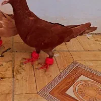 کبوتر سرخ زرد|پرنده|مشهد, کوی دروی|دیوار