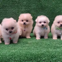 پامرانین نر و ماده