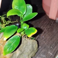 گیاه اکواریوم جاوا و انوبیاس