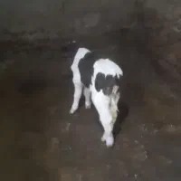 گوساله نر کشتار