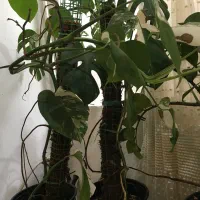 فروش گل و گیاه ابلق|گل و گیاه طبیعی|ساری, |دیوار