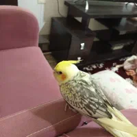 جوجه عروس گل باقالی|پرنده|قم, بنیاد|دیوار