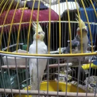 یک جفت عروس هلندی سخنگو