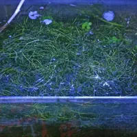 گیاه علف شیطان