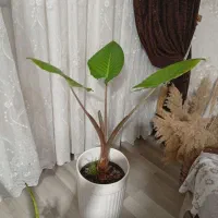 گل بابا آدم سالم