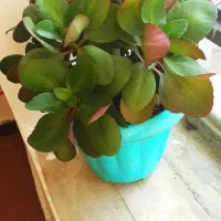 گل‌ طبیعی  پتوس قاشقی|گل و گیاه طبیعی|کوهدشت, |دیوار