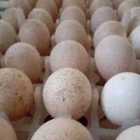 تخم نطفه دار بوقلمون برنز و بوربون|حیوانات مزرعه|شیراز, شهرک قمشه|دیوار