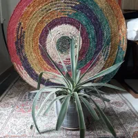 گل و گلدان|گل و گیاه طبیعی|اصفهان, طامه|دیوار