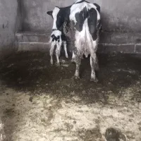 گاو تازه زا