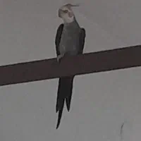 گمشده عروس هلندی