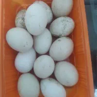 تخم اردک محلی نطفه دار۱۰۰عدد